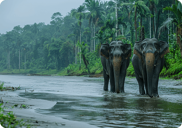 Elephants in a Sri Lankan river